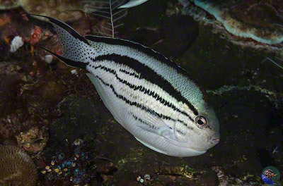 Genicanthus lamarck - female