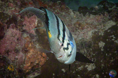 Genicanthus lamarck - male