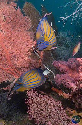 Pomacanthus annularis