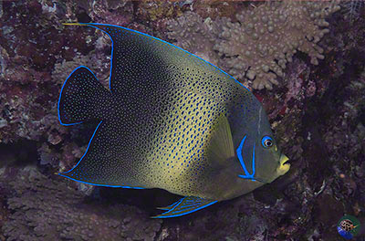 Pomacanthus semicirculatus