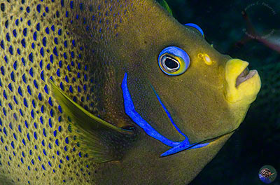 Pomacanthus semicirculatus