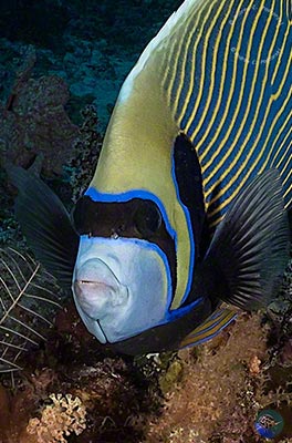 Pomacanthus imperator