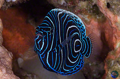 Pomacanthus imperator - juvenile