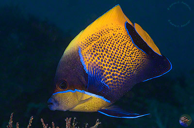 Pomacanthus navarchus