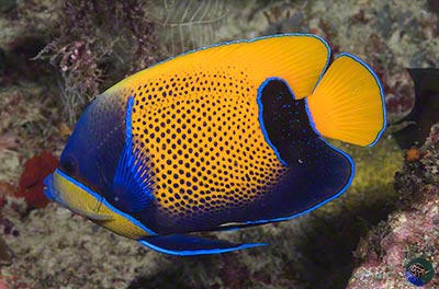 Pomacanthus navarchus