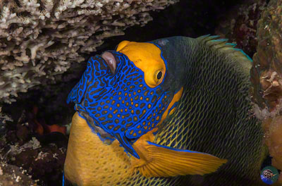 Pomacanthus xanthometopon