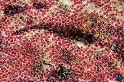 Abudefduf vaigiensis eggs