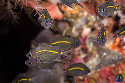 Acanthochromis polyacanthus - juveniles
