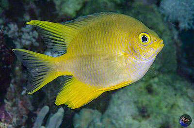 Amblyglyphidodon aureus