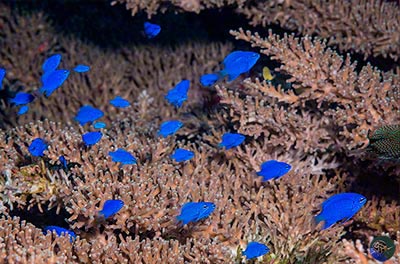 Chrysiptera springeri