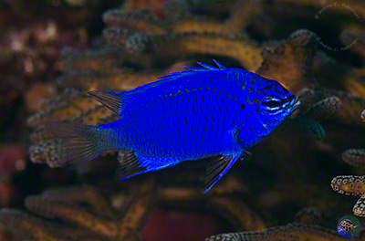 Chrysiptera springer