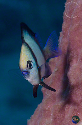 Dasyllus sp. - juvenile