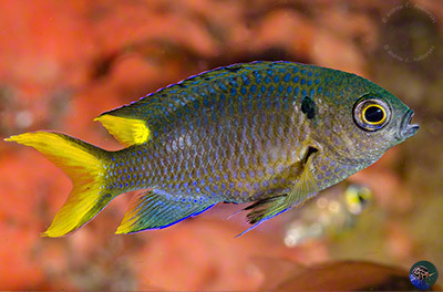 Neopomacentrus bankieri