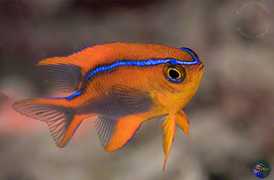 Neoglyphidodon crossi - juvenile