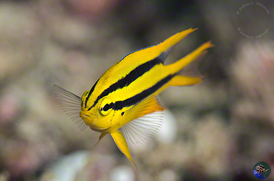 Neoglyphidodon nigroris - juvenile