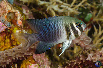 Neoglyphidodon thoracotaeniatus