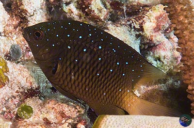 Plectroglphidodon lacrymatus