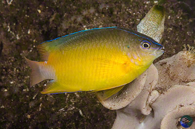 Pomacentrus simsiang