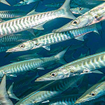 Barracuda