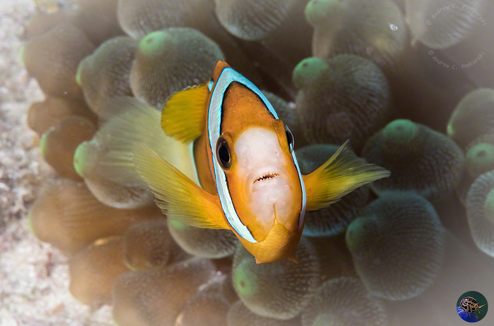 Amphiprion clarkii