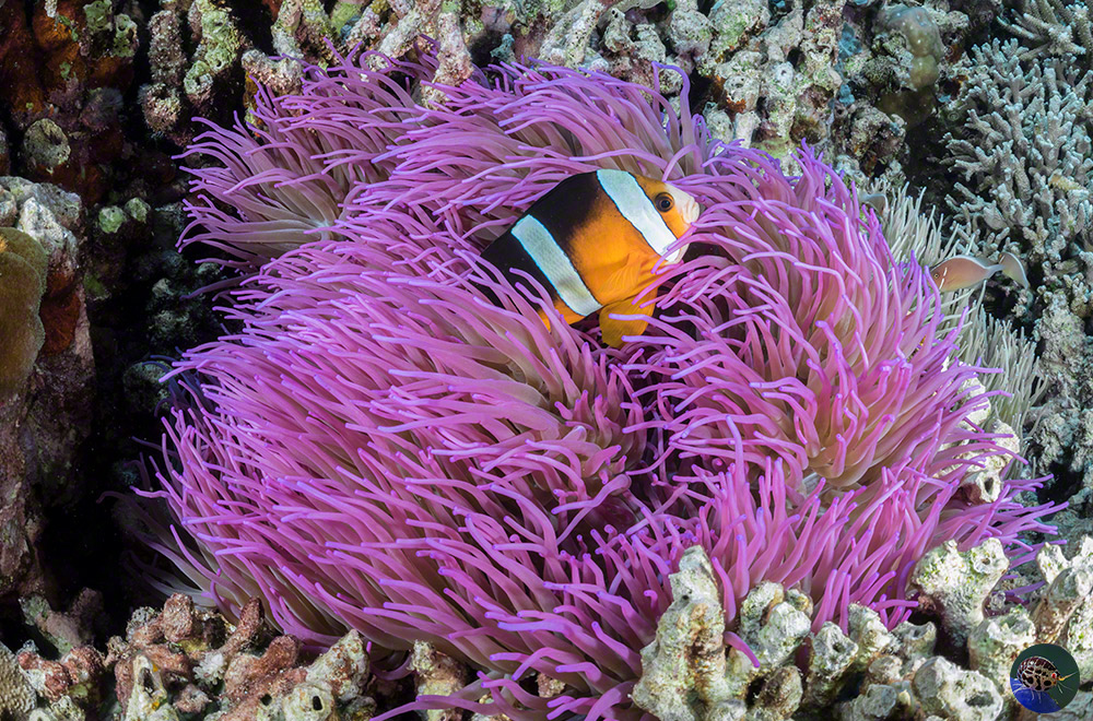 Amphiprion clarkii