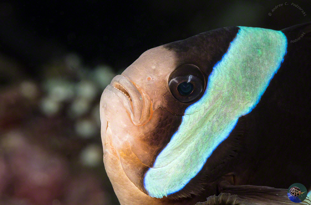 Amphiprion melanopus
