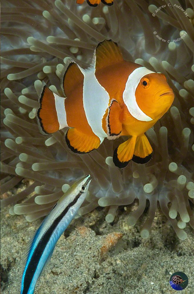 Amphiprion ocellaris
