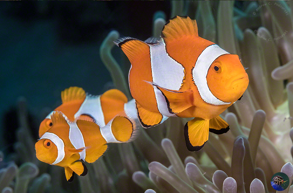Amphiprion ocellaris