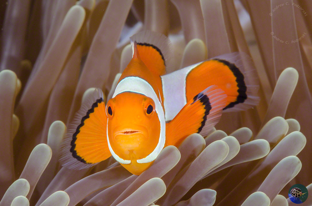 Amphiprion ocellaris