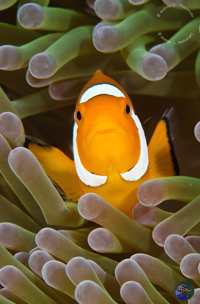 Amphiprion ocellaris
