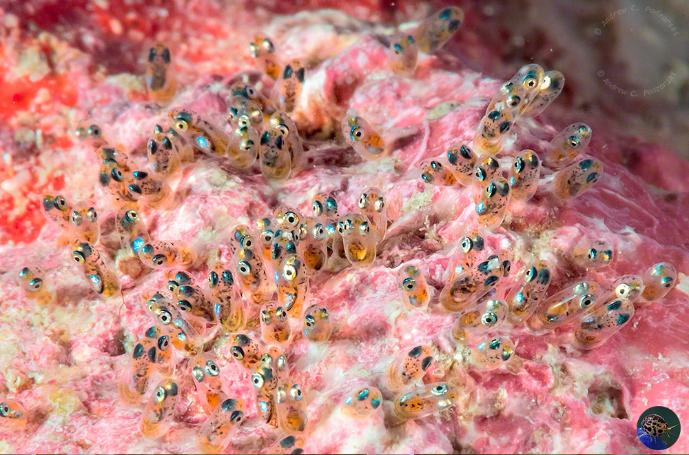 Amphiprion ocellaris - eggs