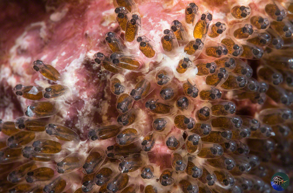 Amphiprion ocellaris - eggs