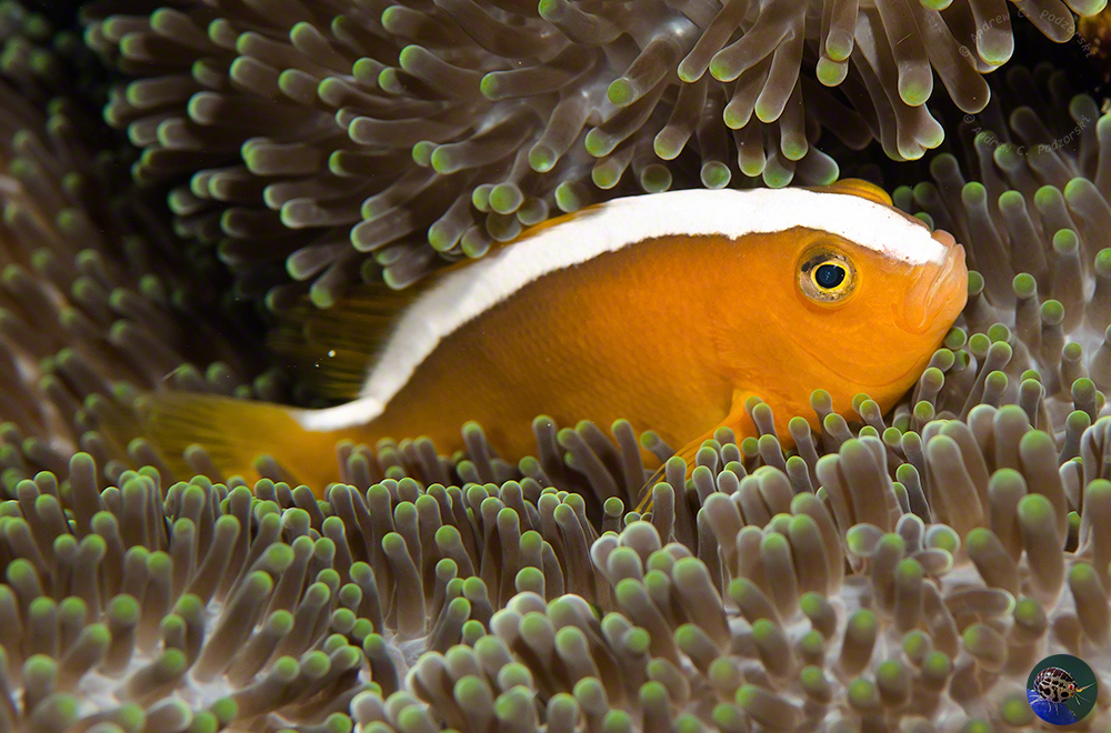 Amphiprion pacificus