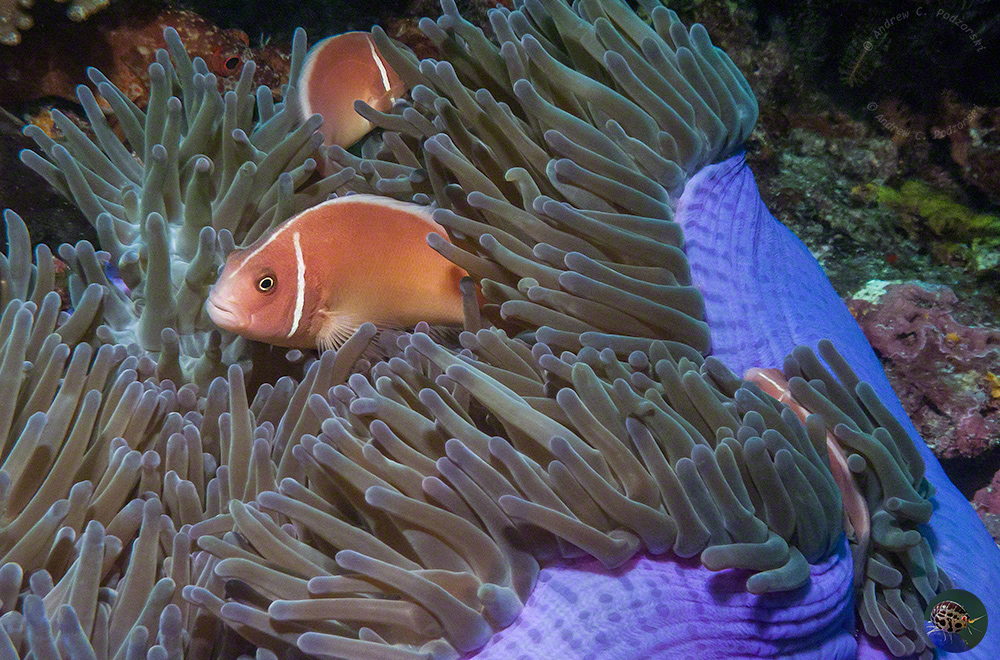 Amphiprion perideraion
