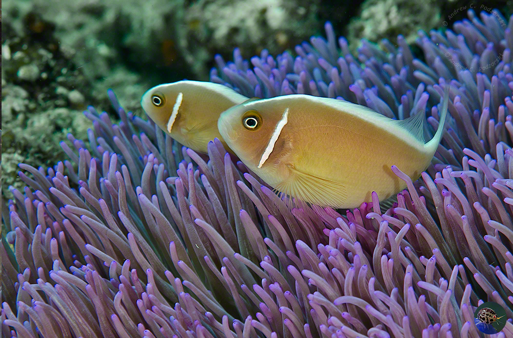Amphiprion perideraion