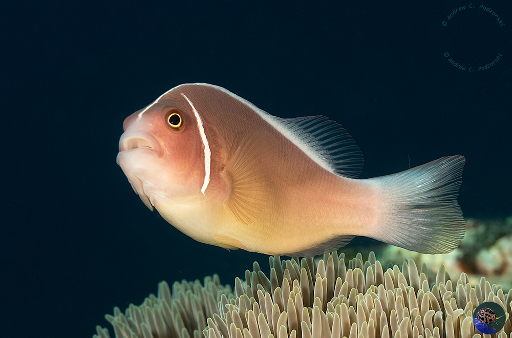 Amphiprion perideraion