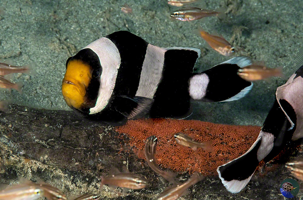 Amphiprion polymnus guarding eggs
