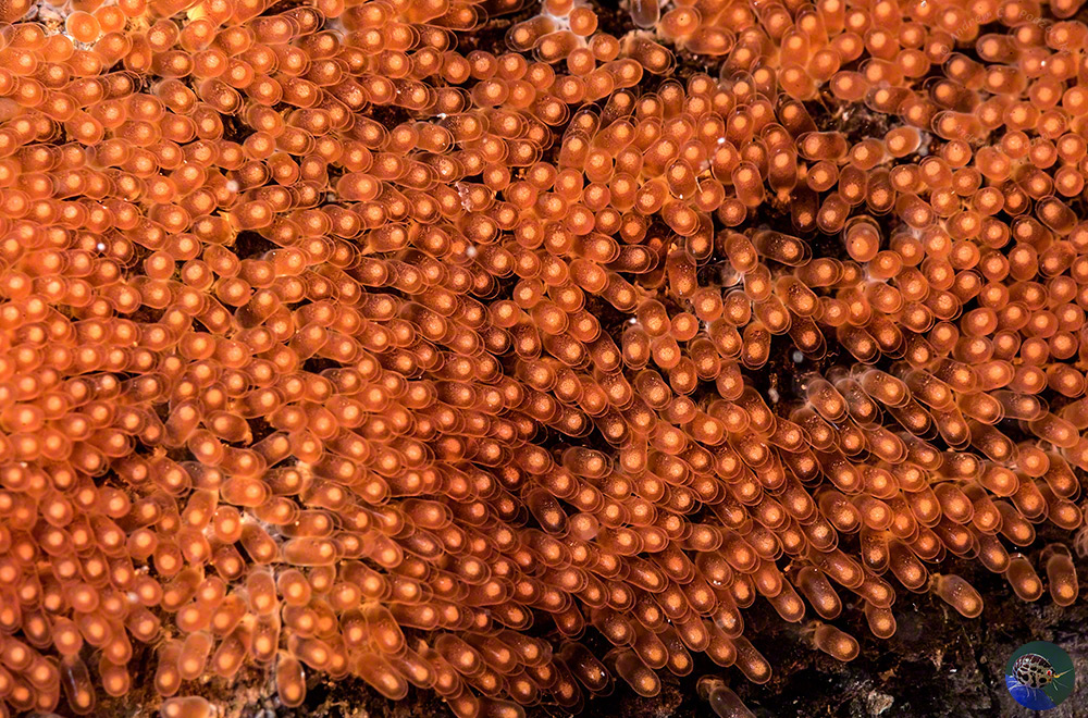 Amphiprion polymnus eggs
