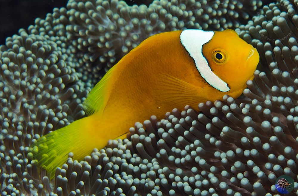 Amphiprion cf. leucokranos