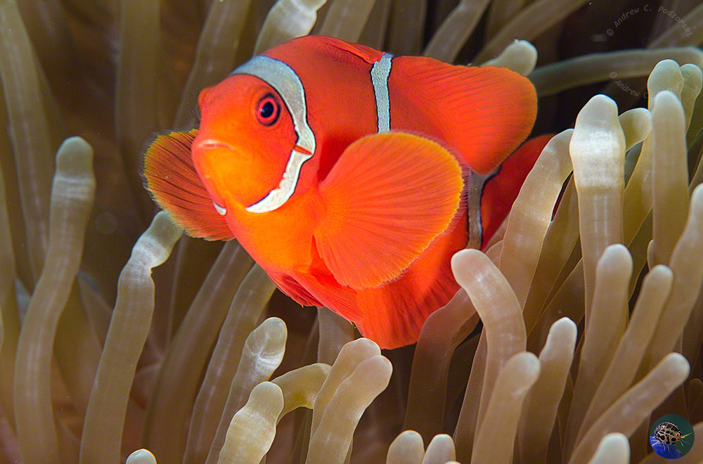 Premnas biaculeatus - male