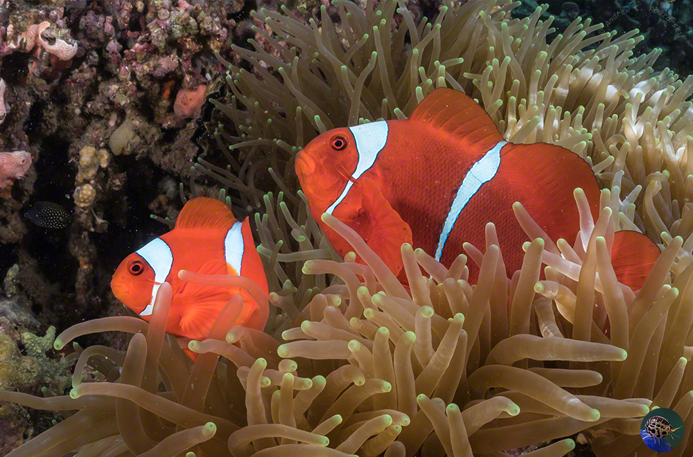 Premnas biaculeatus - large female, small male