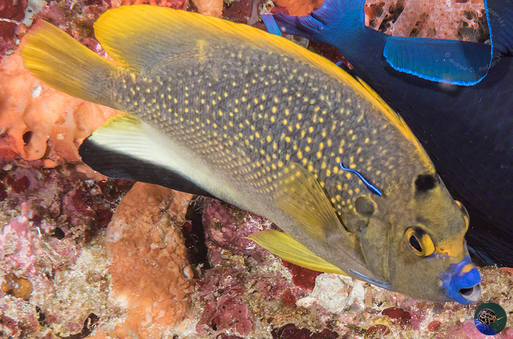 Apolemichthys trimaculatus - colour form