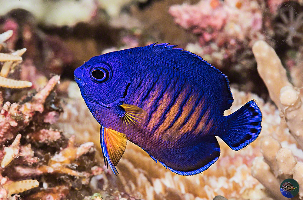 Centropyge bispinosa - juvenile