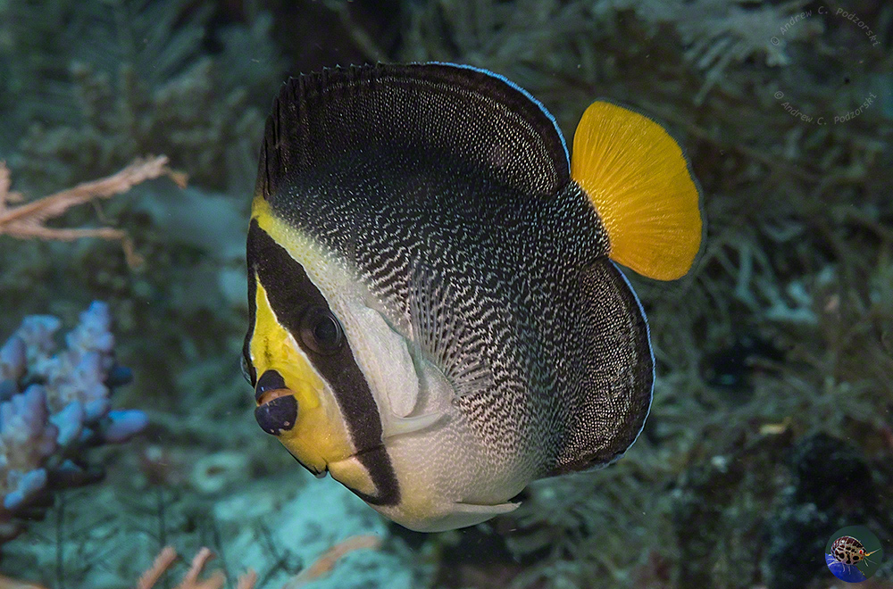 Chaetodontoplus mesoleucas