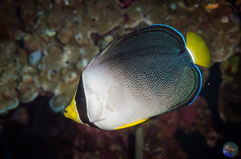 Chaetodontoplus mesoleucas