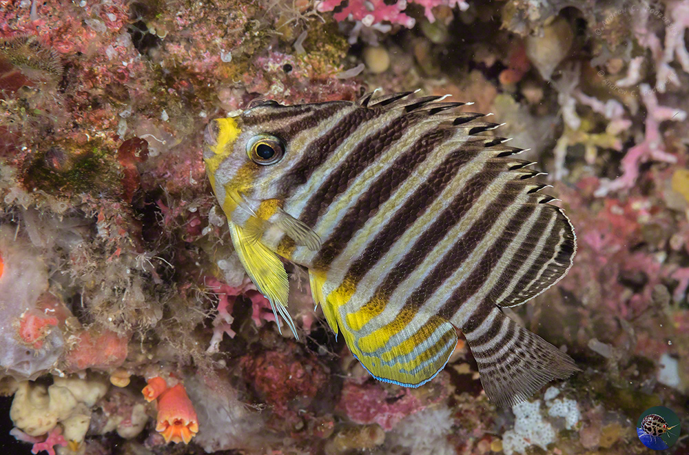 Centropyge multifasciata