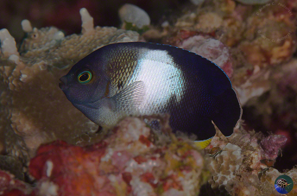Centropyge tibicen - ?juvenile