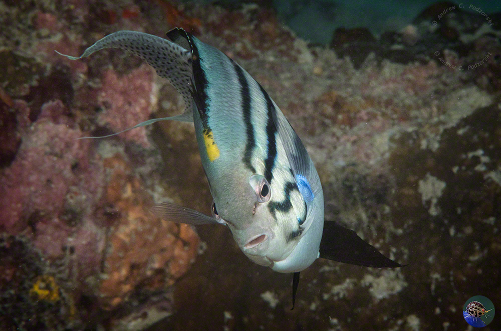 Genicanthus lamarck - male