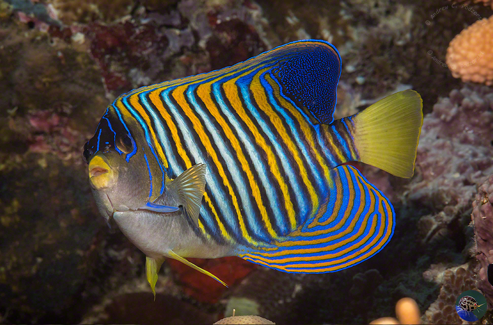 Pygoplites diacanthus