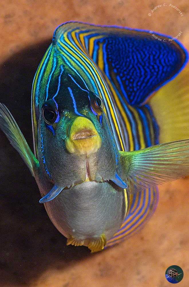 Pygoplites diacanthus